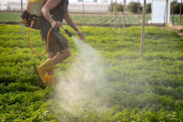 Best Best Pest Control Companies  in Fortuna Foothills, AZ