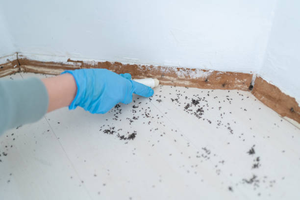 Best Mosquito Control Services  in Fortuna Foothills, AZ