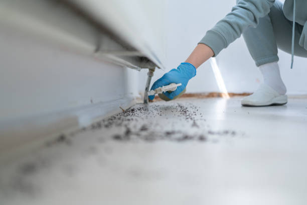 Best Affordable Pest Control Services  in Fortuna Foothills, AZ